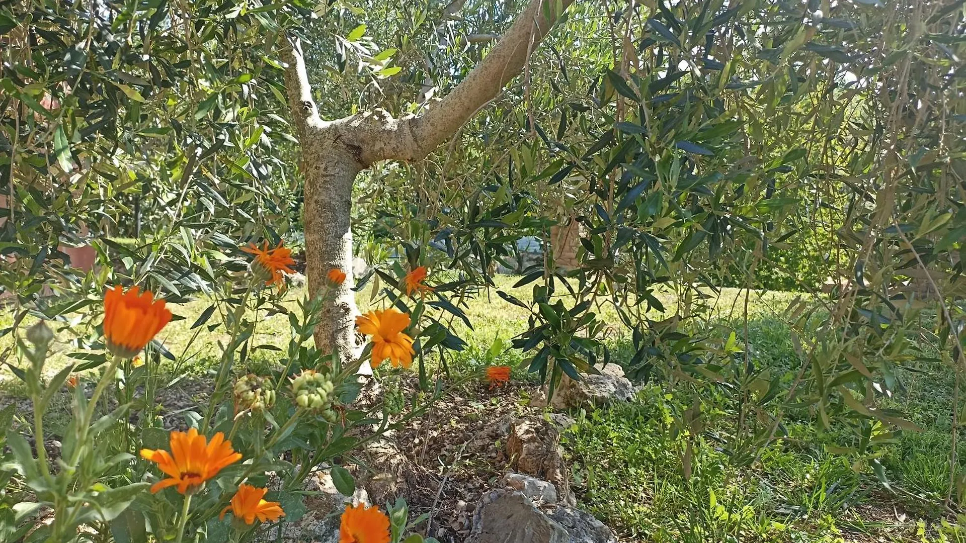 Farm stay Agriturismo La Mandriana Villa Cura Nuova